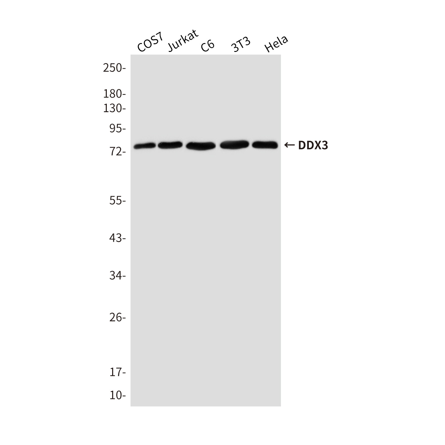 DDX3 Mouse mAb