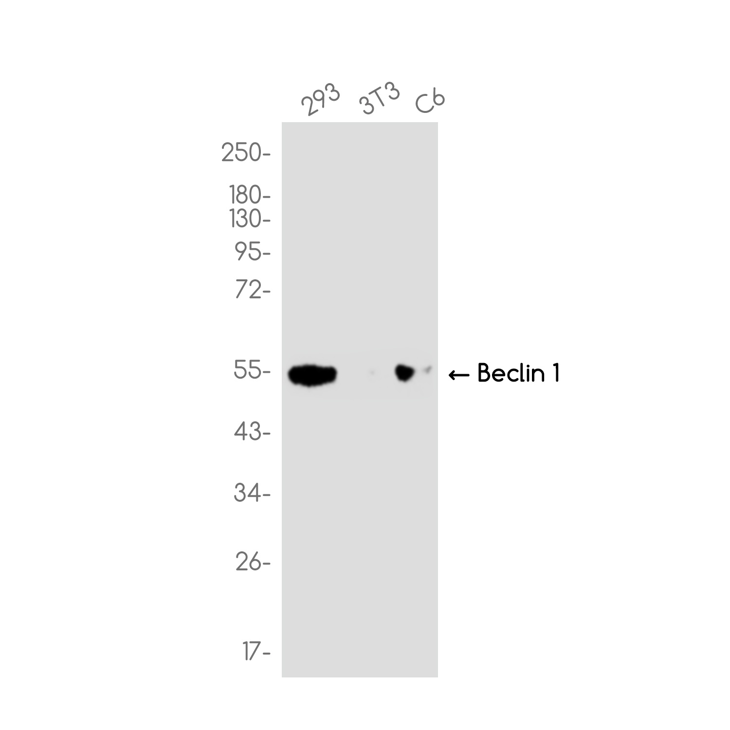 [KO] Beclin 1 Rabbit mAb