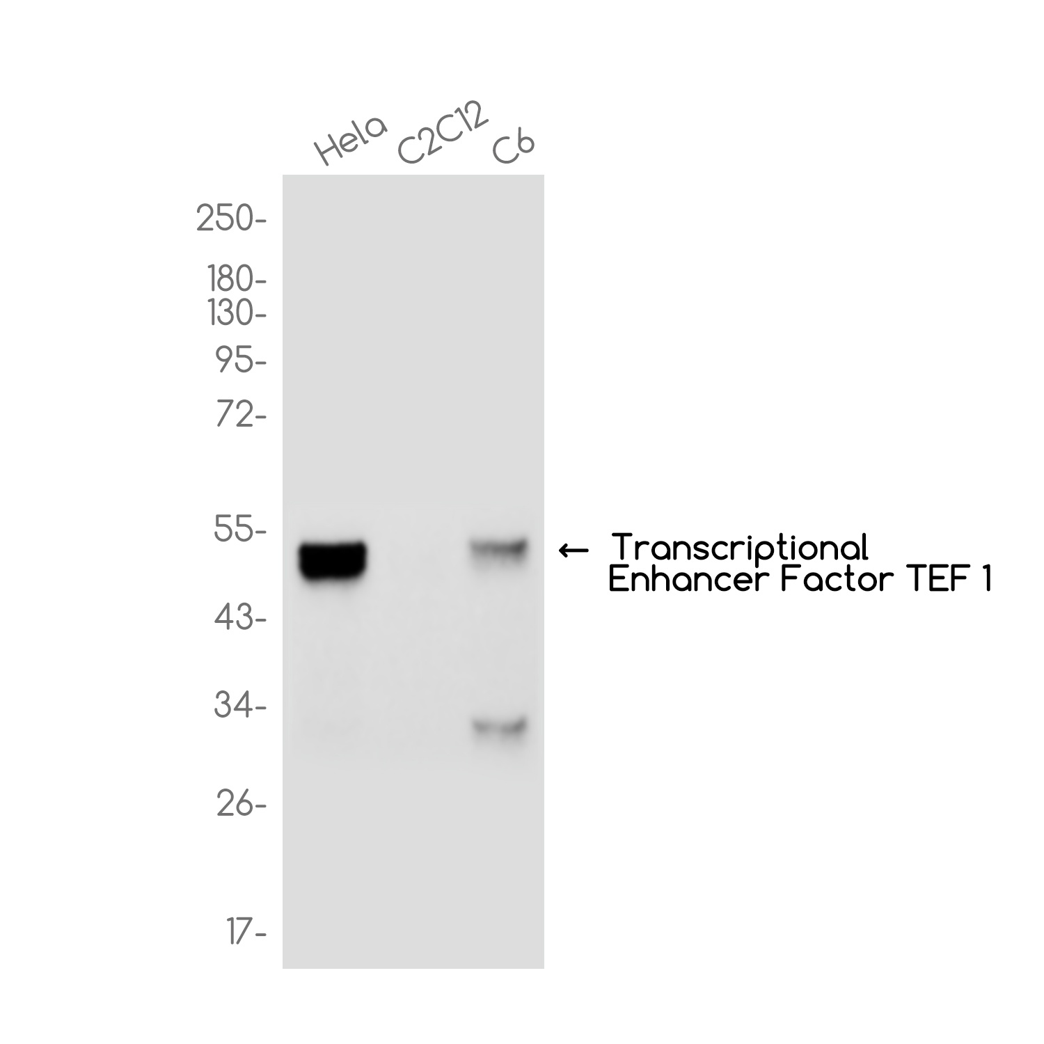 TEAD1 Antibody