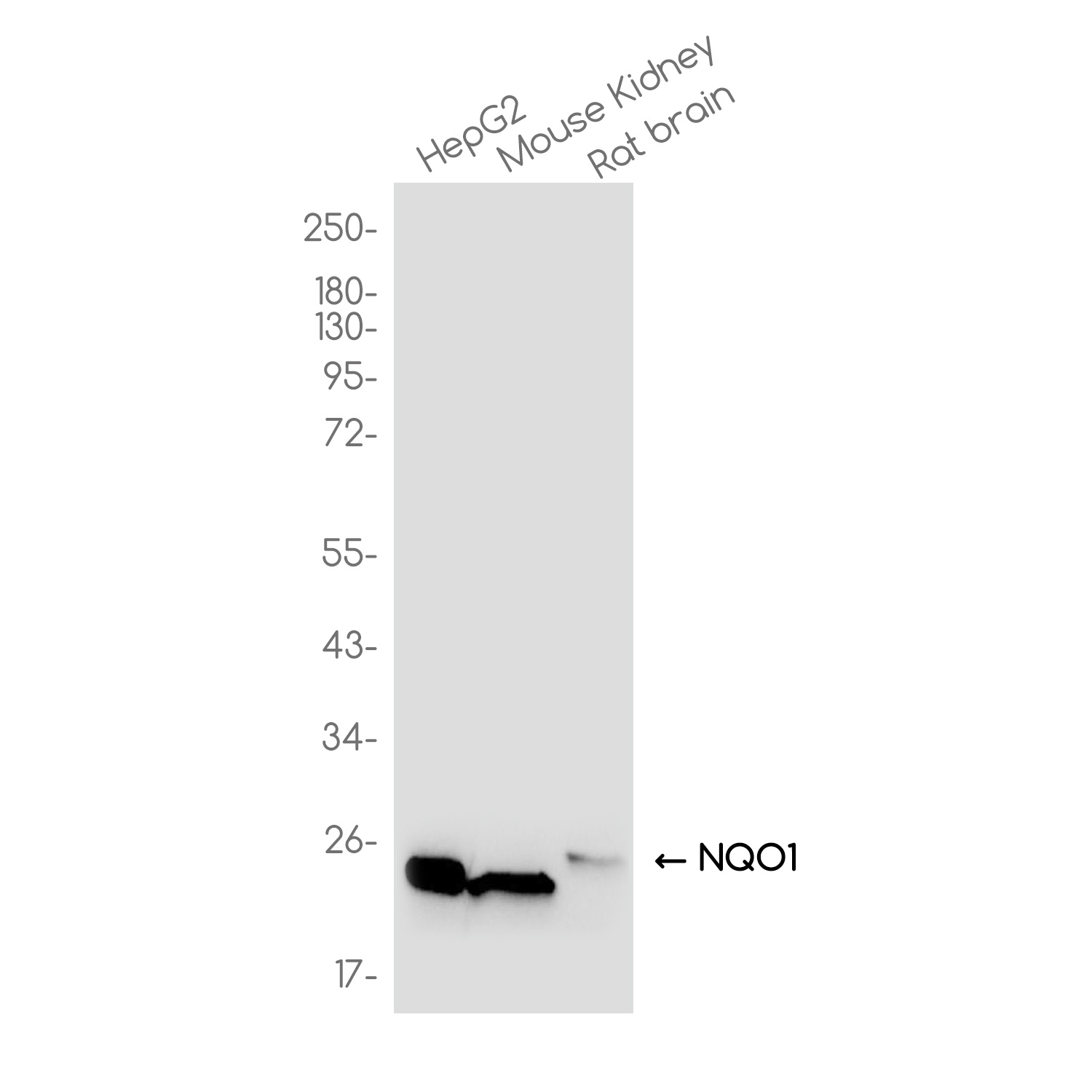 NQO1 Antibody