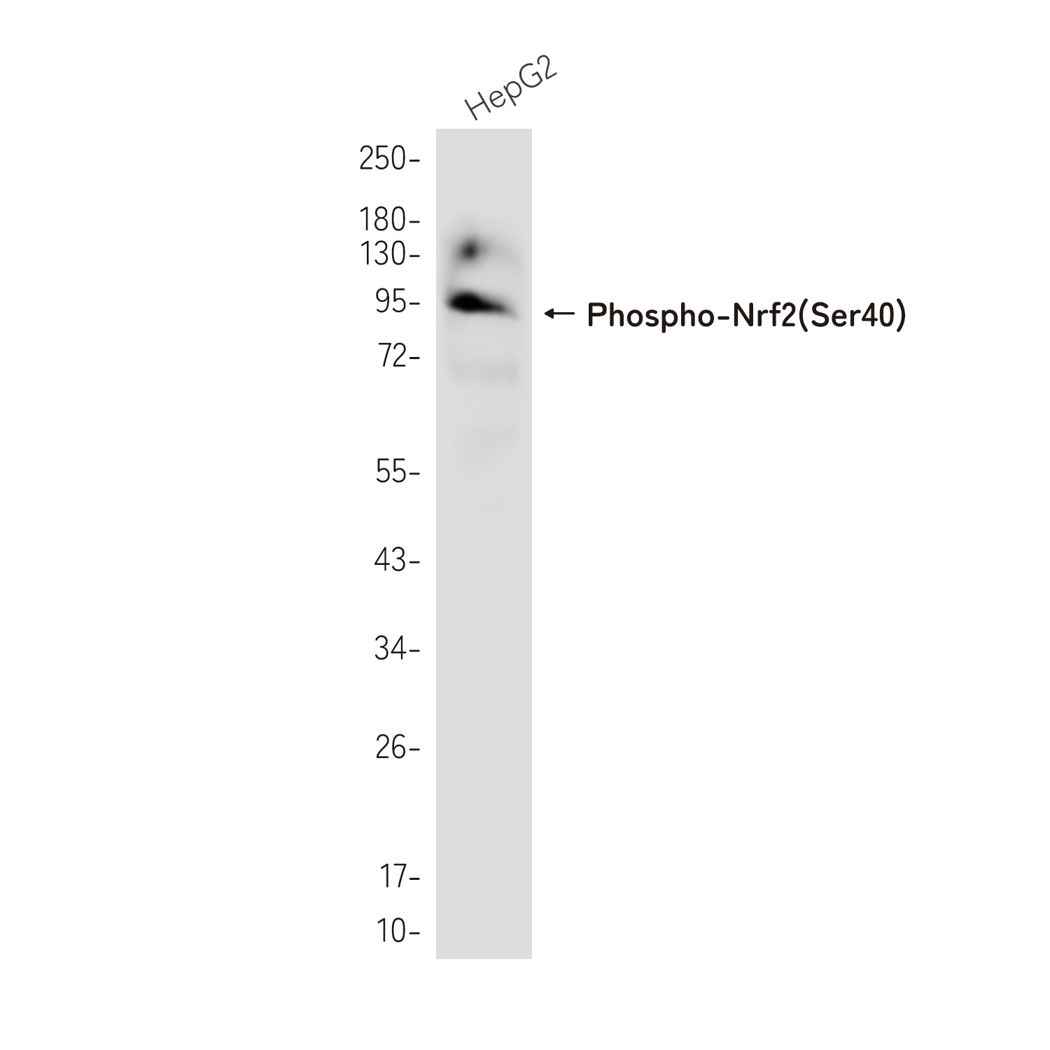 Phospho-NRF2 (Ser40) Rabbit Monoclonal Antibody