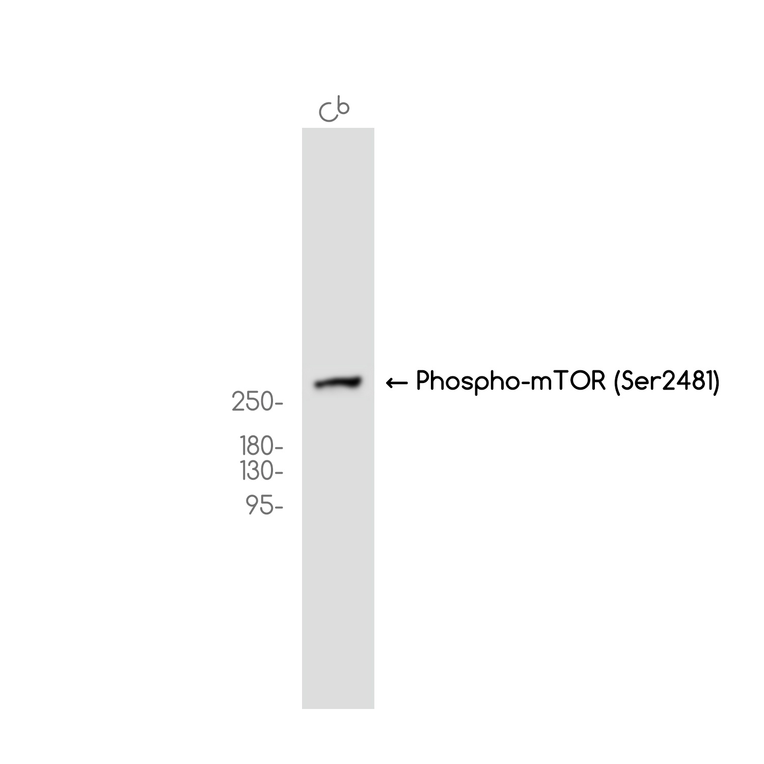 MTOR Antibody