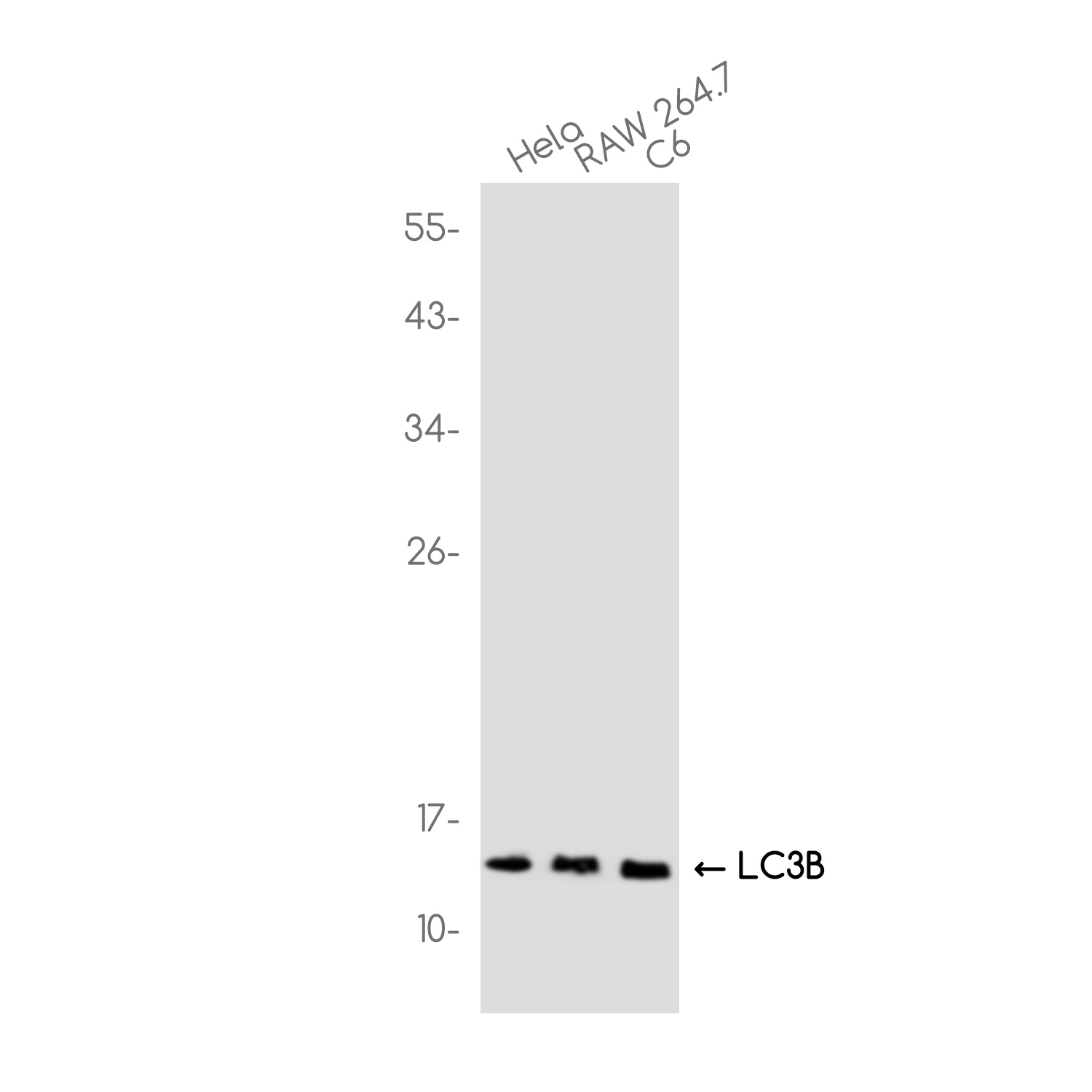MAP1LC3B Antibody