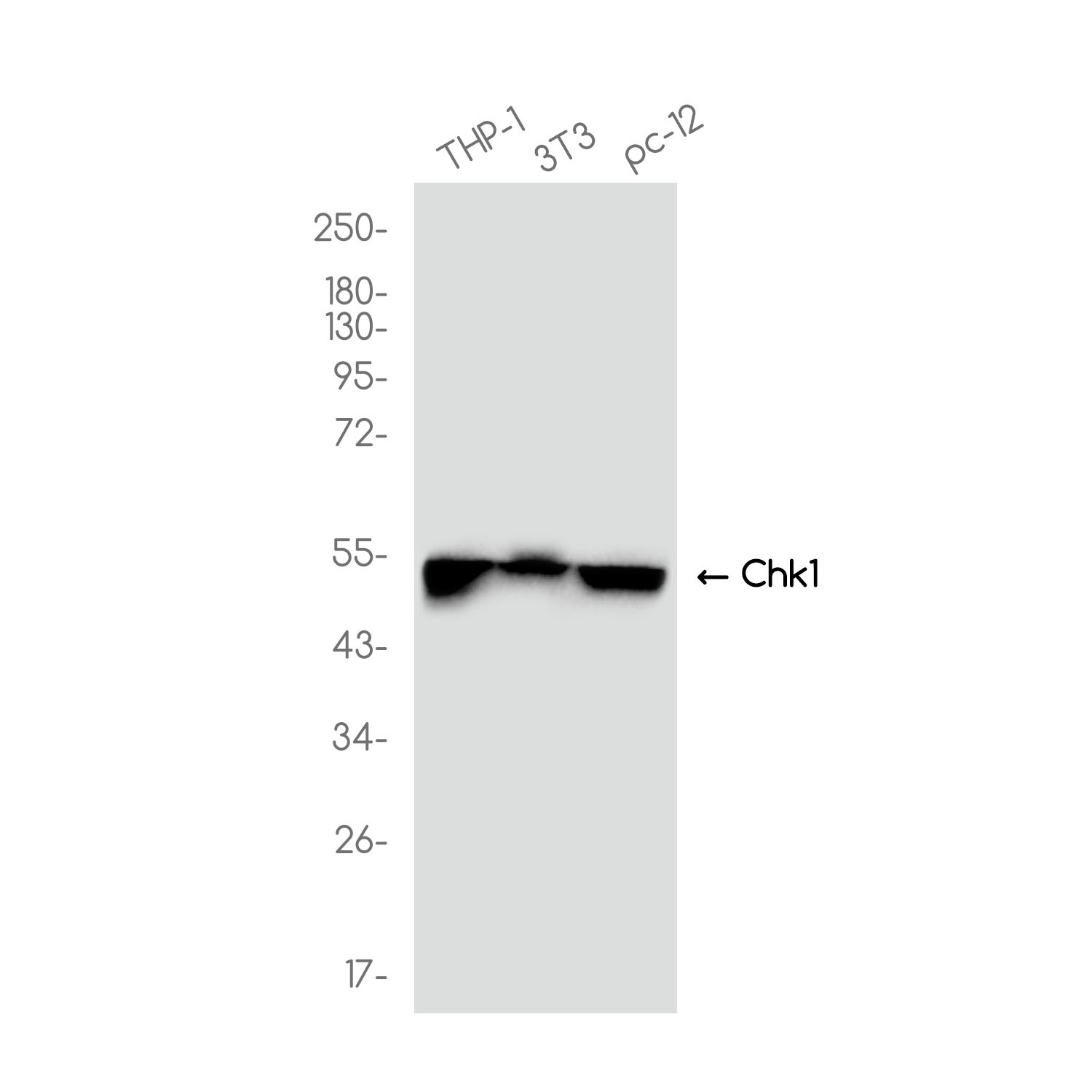 CHEK1 Antibody