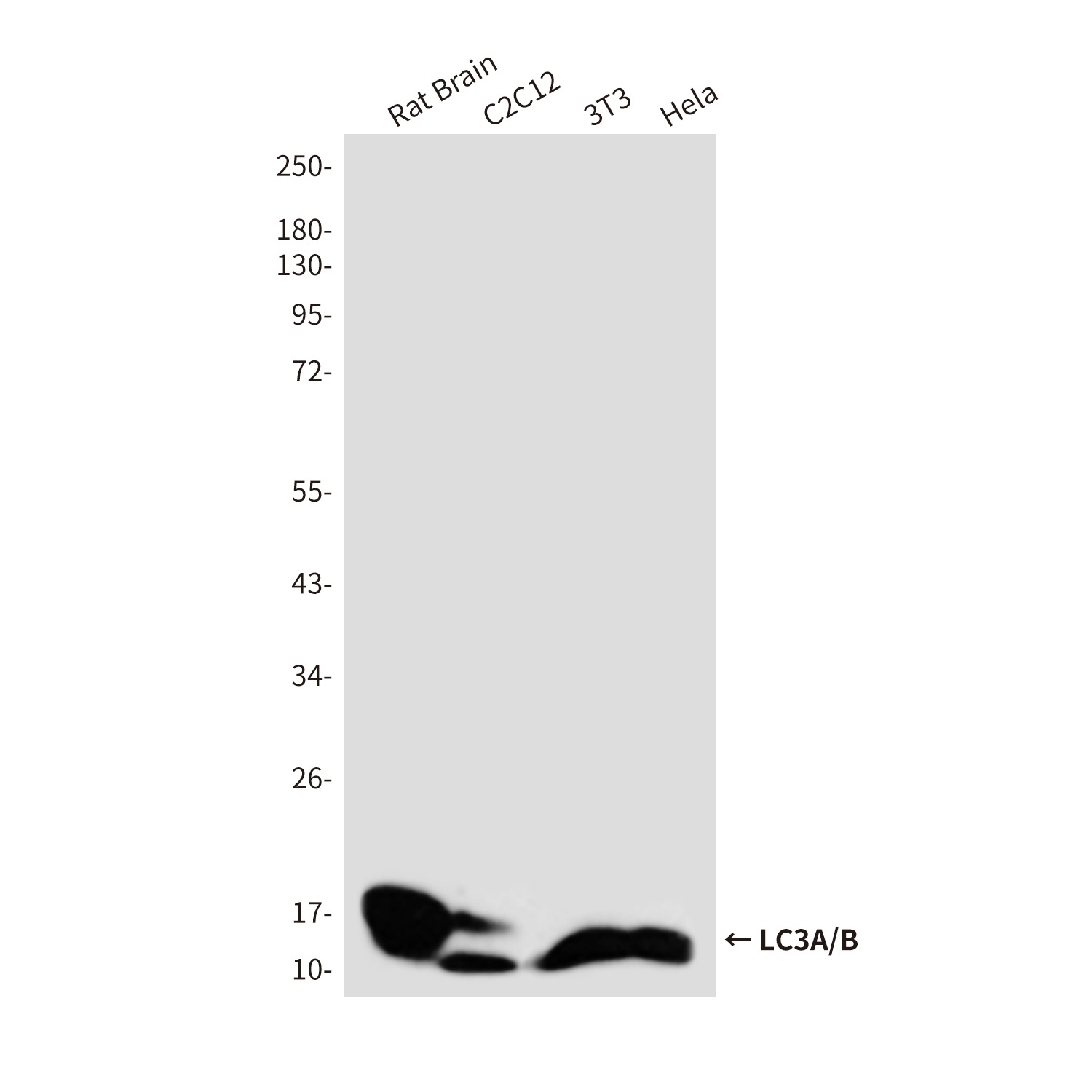 LC3A/B Rabbit Polyclonal Antibody