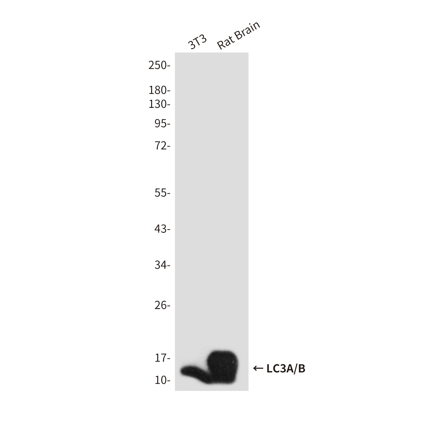 LC3A/B Rabbit Polyclonal Antibody