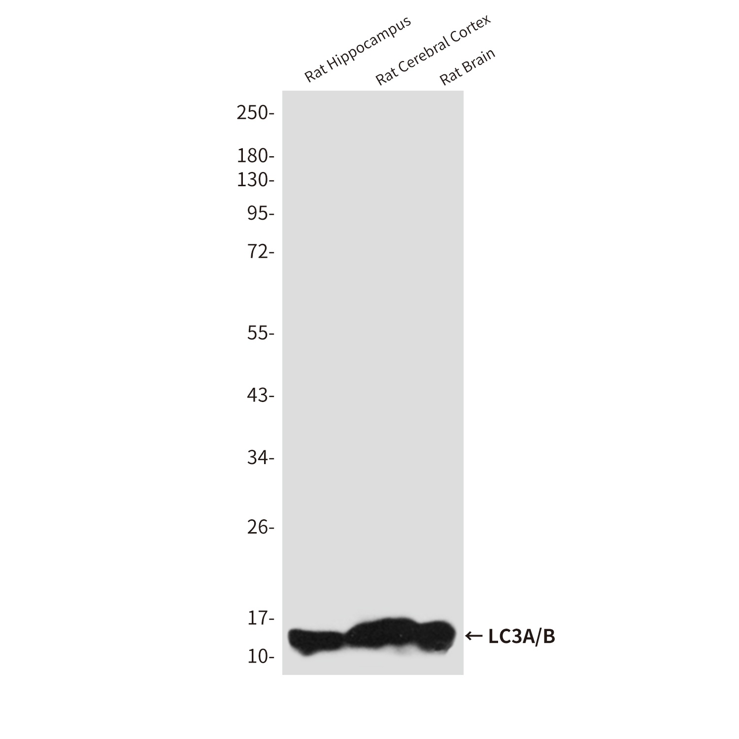 LC3A/B Rabbit Polyclonal Antibody