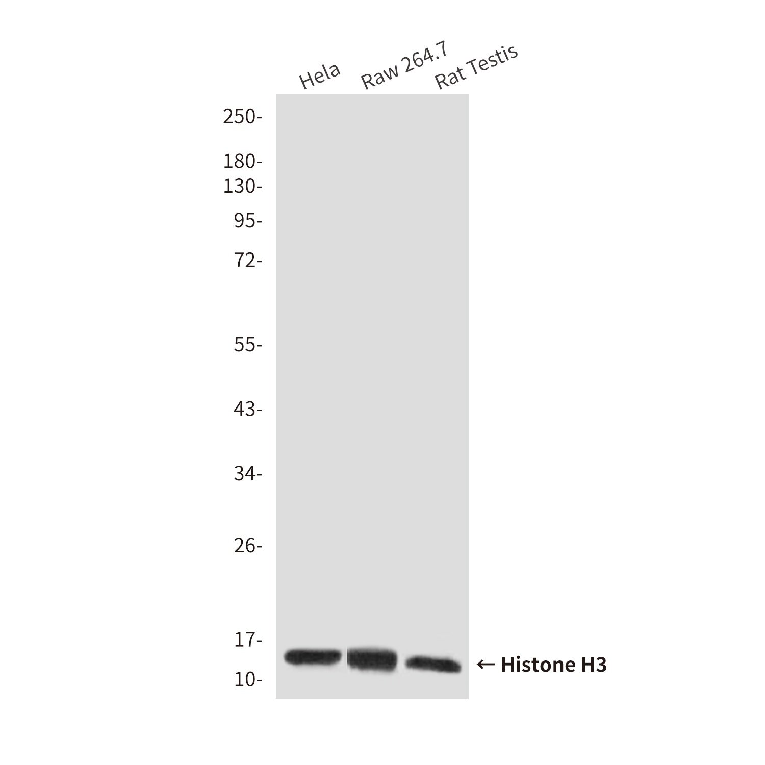 Histone H3 (10A10) Mouse mAb