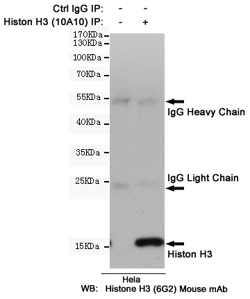 Histone H3 (10A10) Mouse mAb