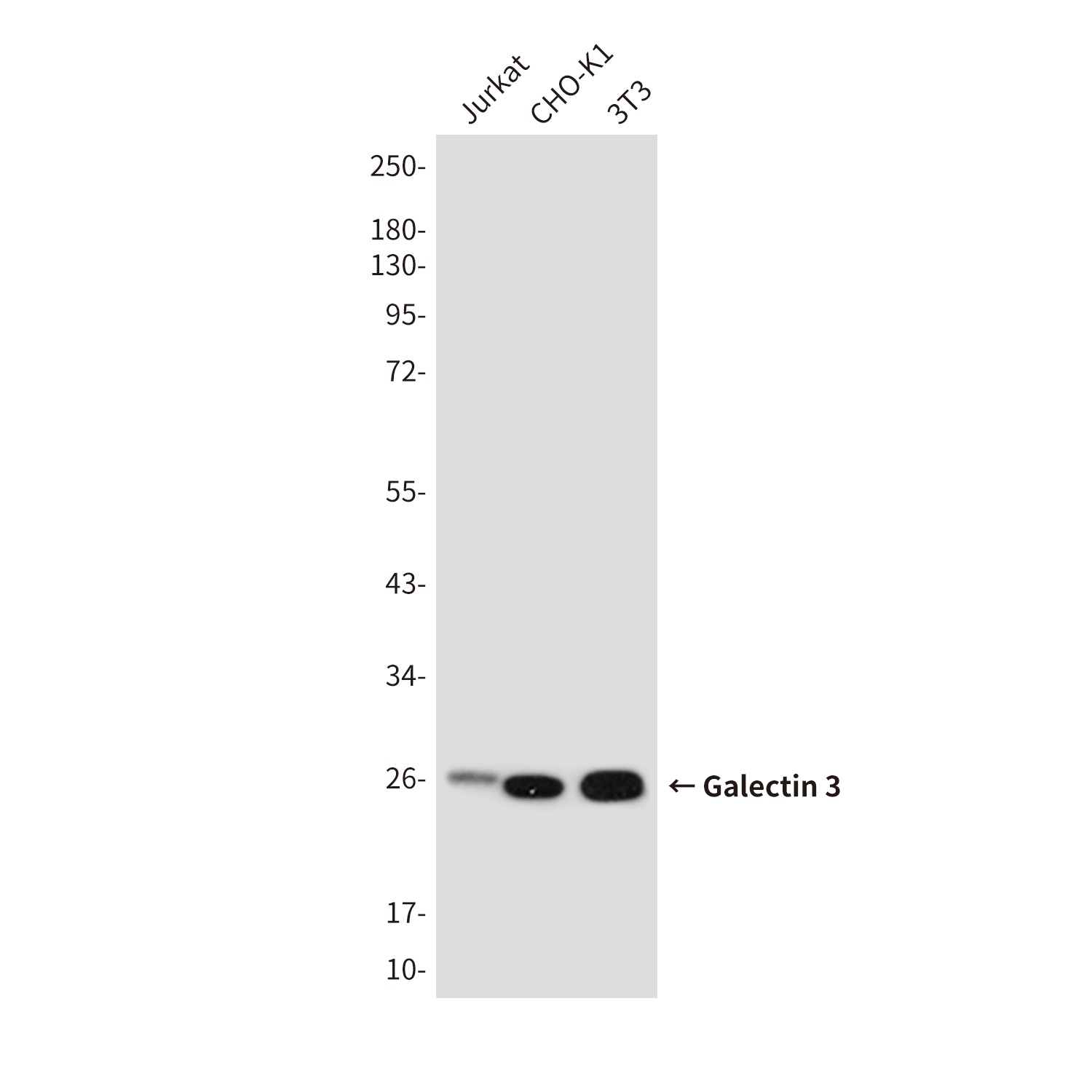 Galectin 3 (4B2) Mouse mAb