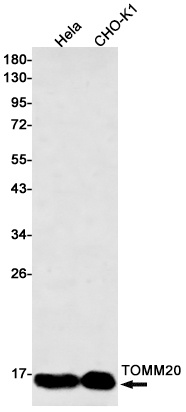 TOMM20 Rabbit Monoclonal Antibody