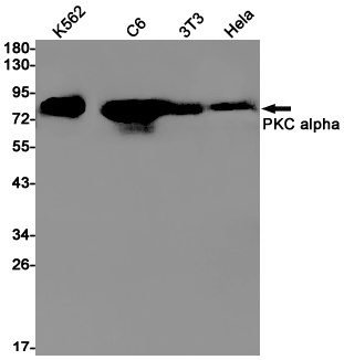 [KO] PKC alpha Rabbit mAb