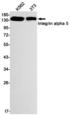 [KO] Integrin alpha 5 Rabbit mAb