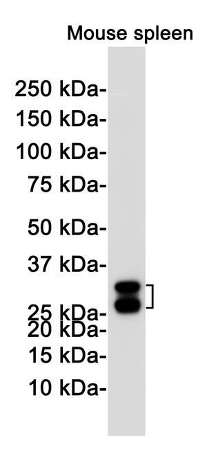 Heme Oxygenase 1 Rabbit Monoclonal Antibody
