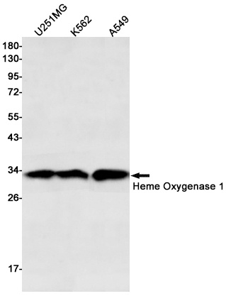 Heme Oxygenase 1 Rabbit Monoclonal Antibody