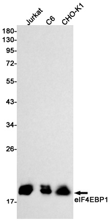 [KO] 4E BP1 Rabbit mAb