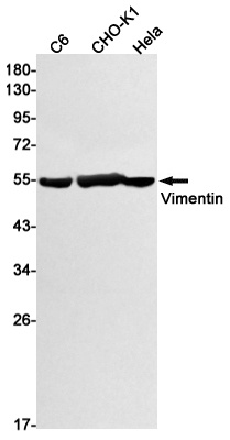 Vimentin Rabbit Monoclonal Antibody