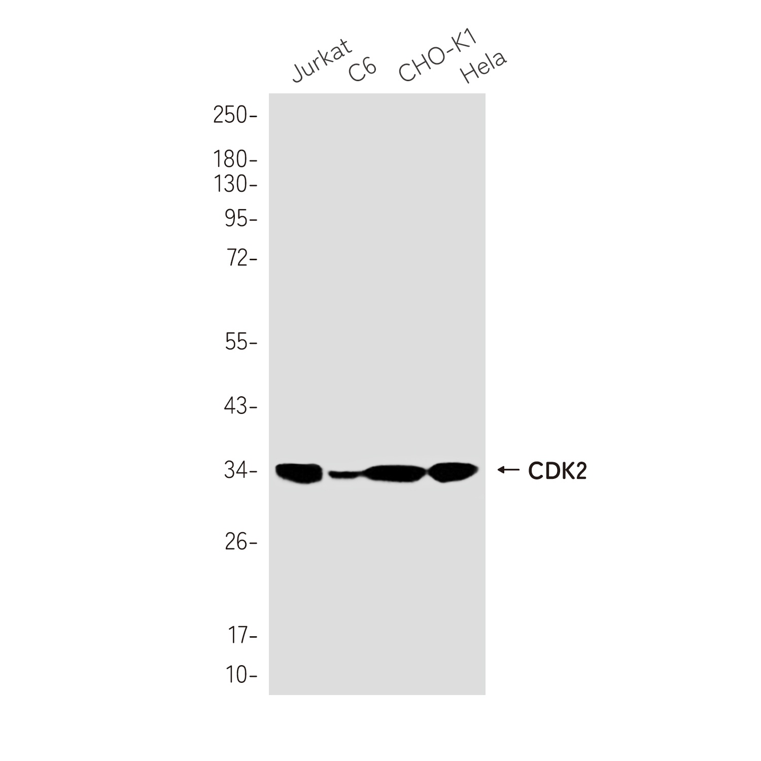 [KO] CDK2 Rabbit mAb