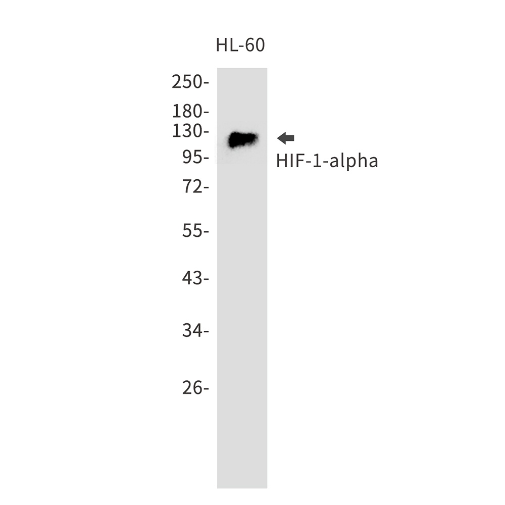 HIF1 alpha Rabbit pAb