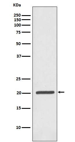 Ferritin Heavy Chain Rabbit pAb
