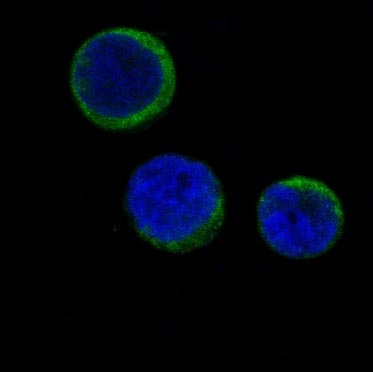 Ferritin Heavy Chain Rabbit pAb