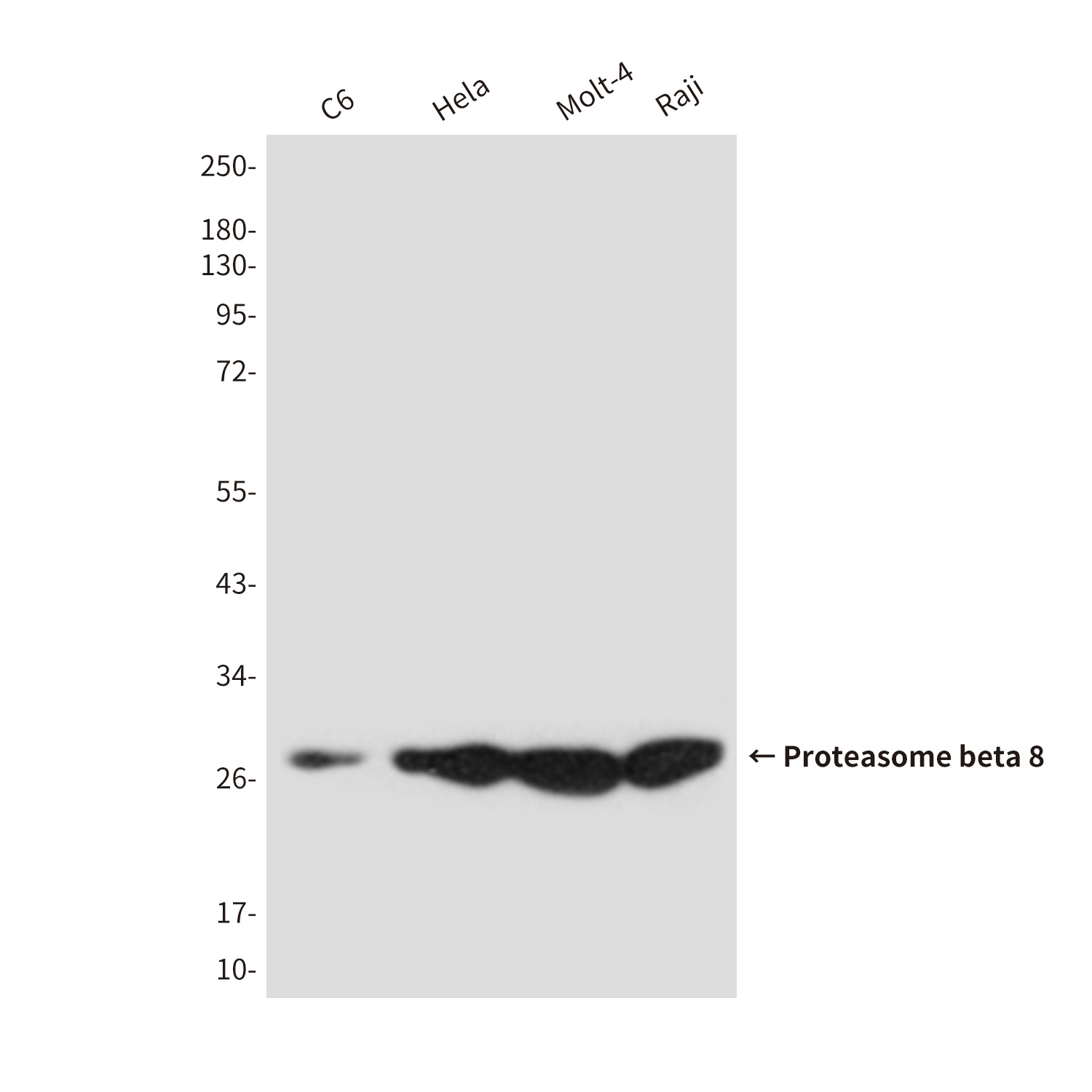 Proteasome beta 8 (3G3) Mouse mAb