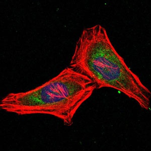 Proteasome beta 8 (3G3) Mouse mAb