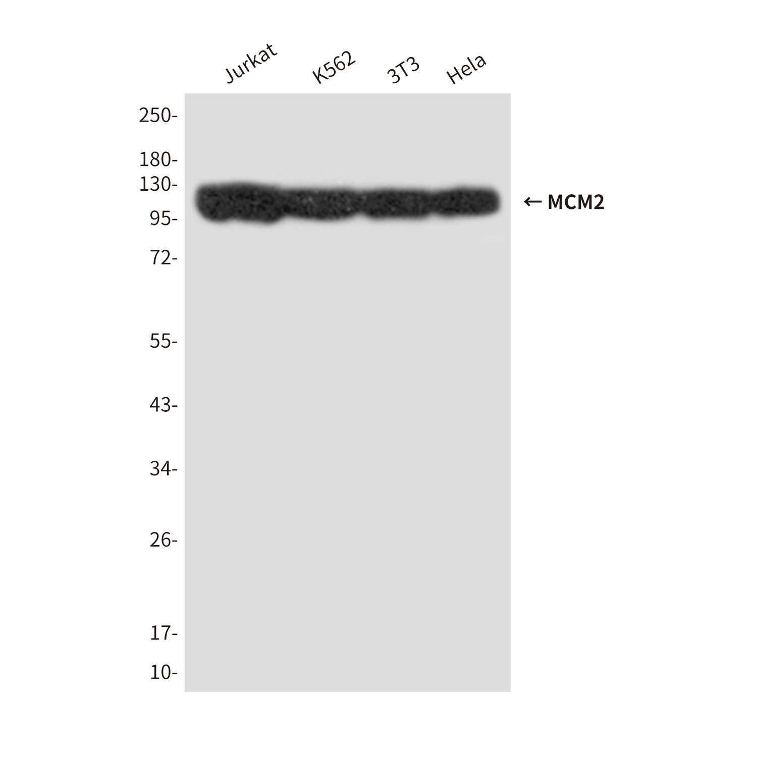 MCM2 Antibody