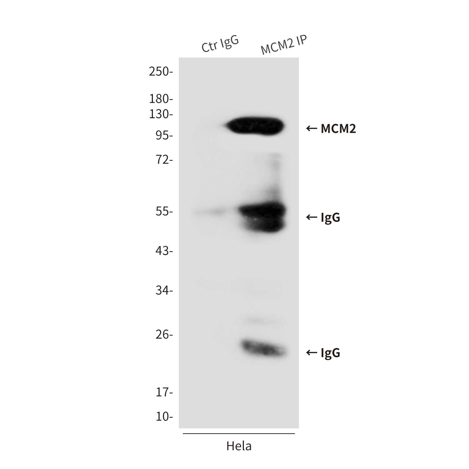 MCM2 Antibody