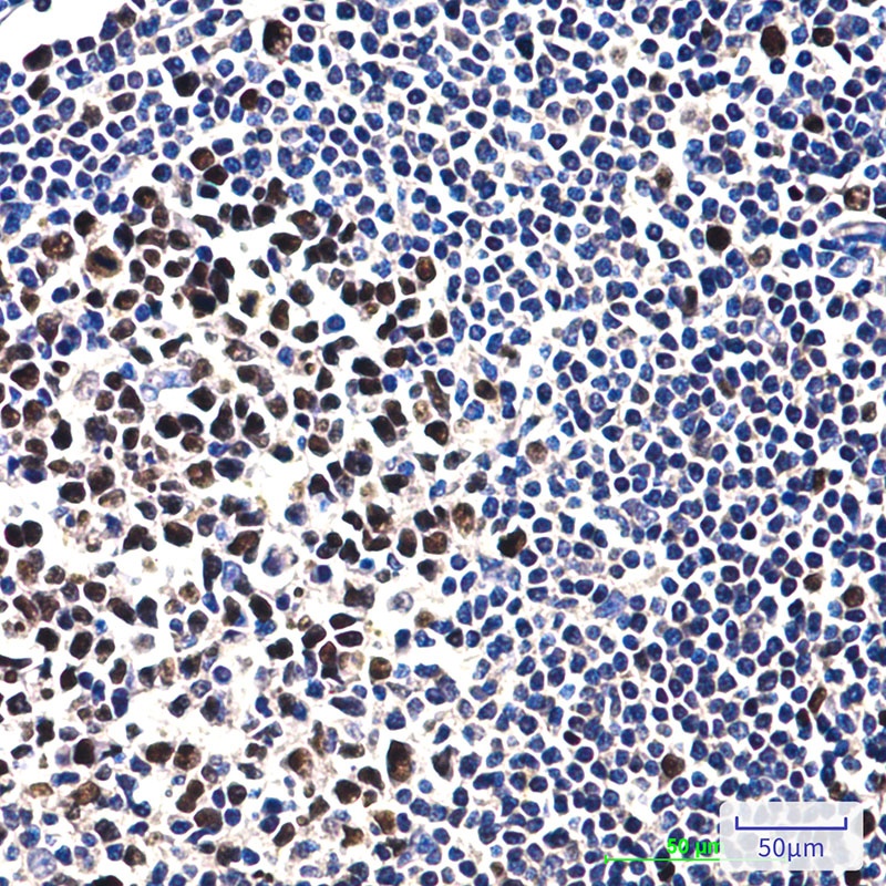 MCM2 Antibody