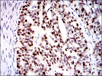 MCM2 Antibody