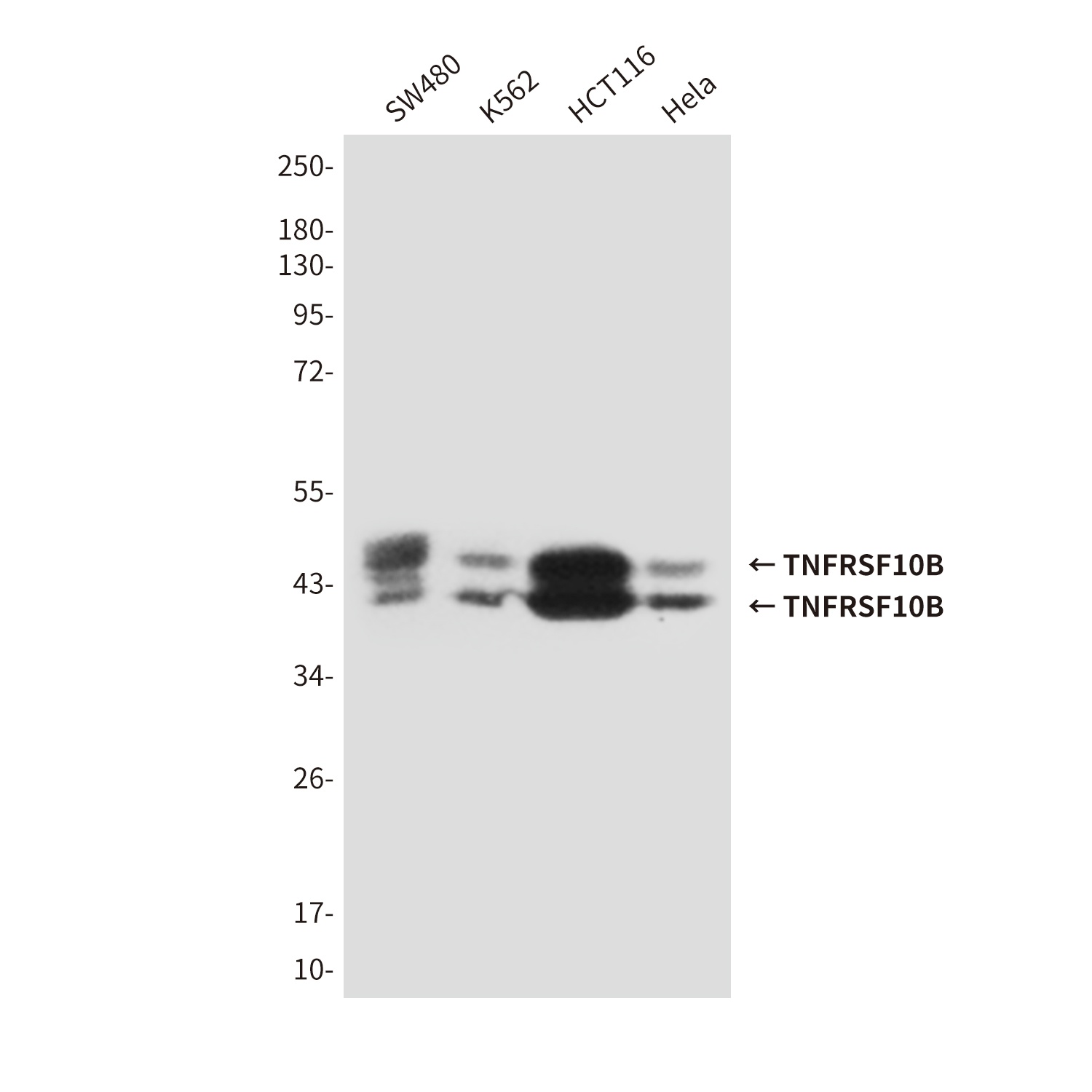 TNFRSF10B (6F6) Mouse mAb