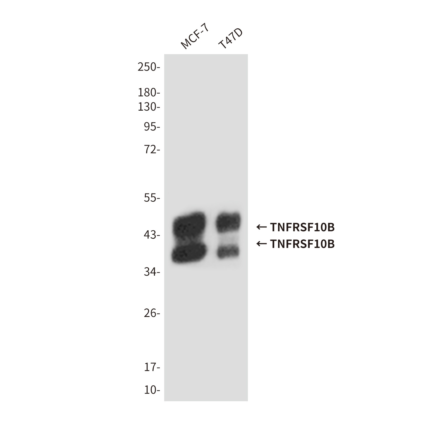 TNFRSF10B (6F6) Mouse mAb