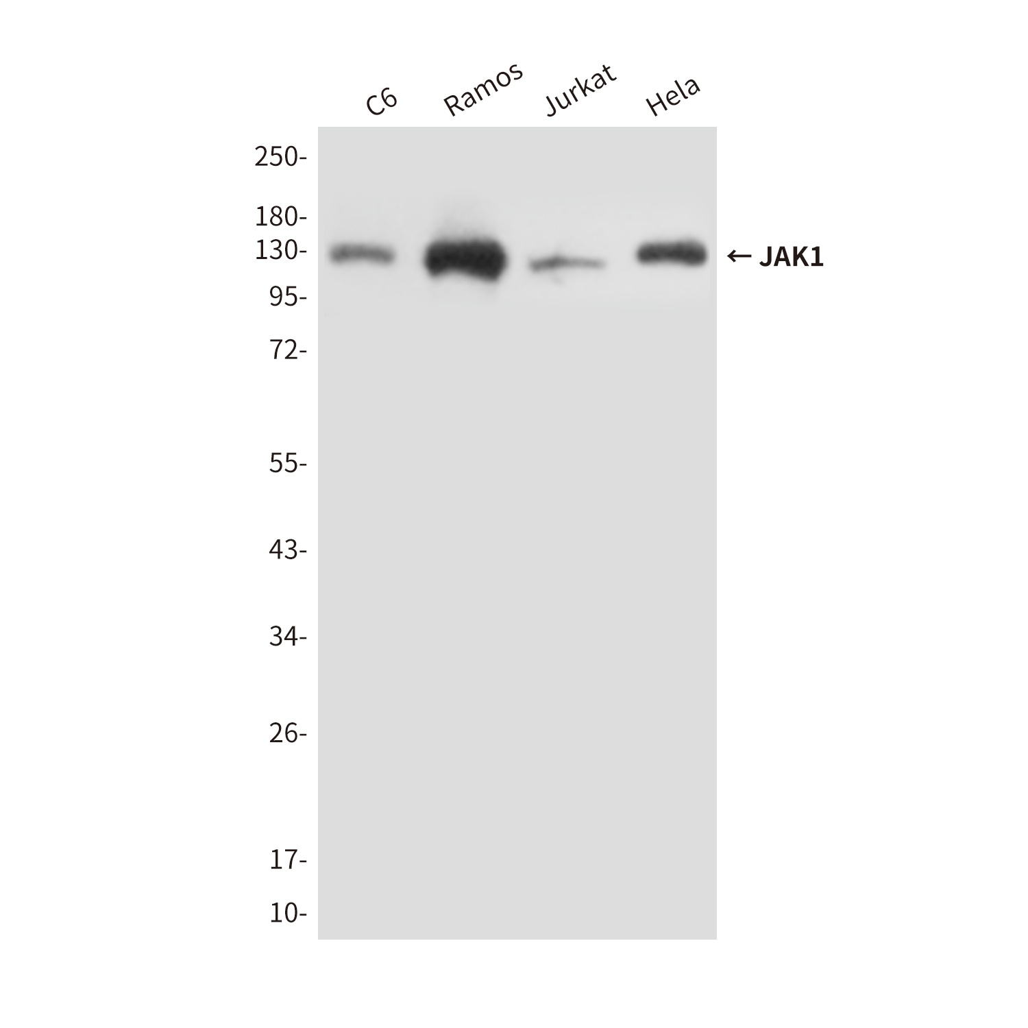 JAK1 (8B8) Mouse mAb