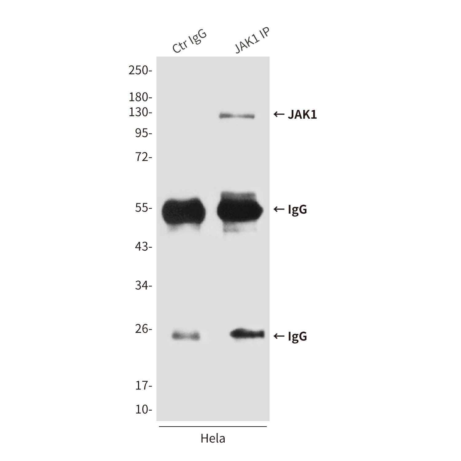 JAK1 (8B8) Mouse mAb