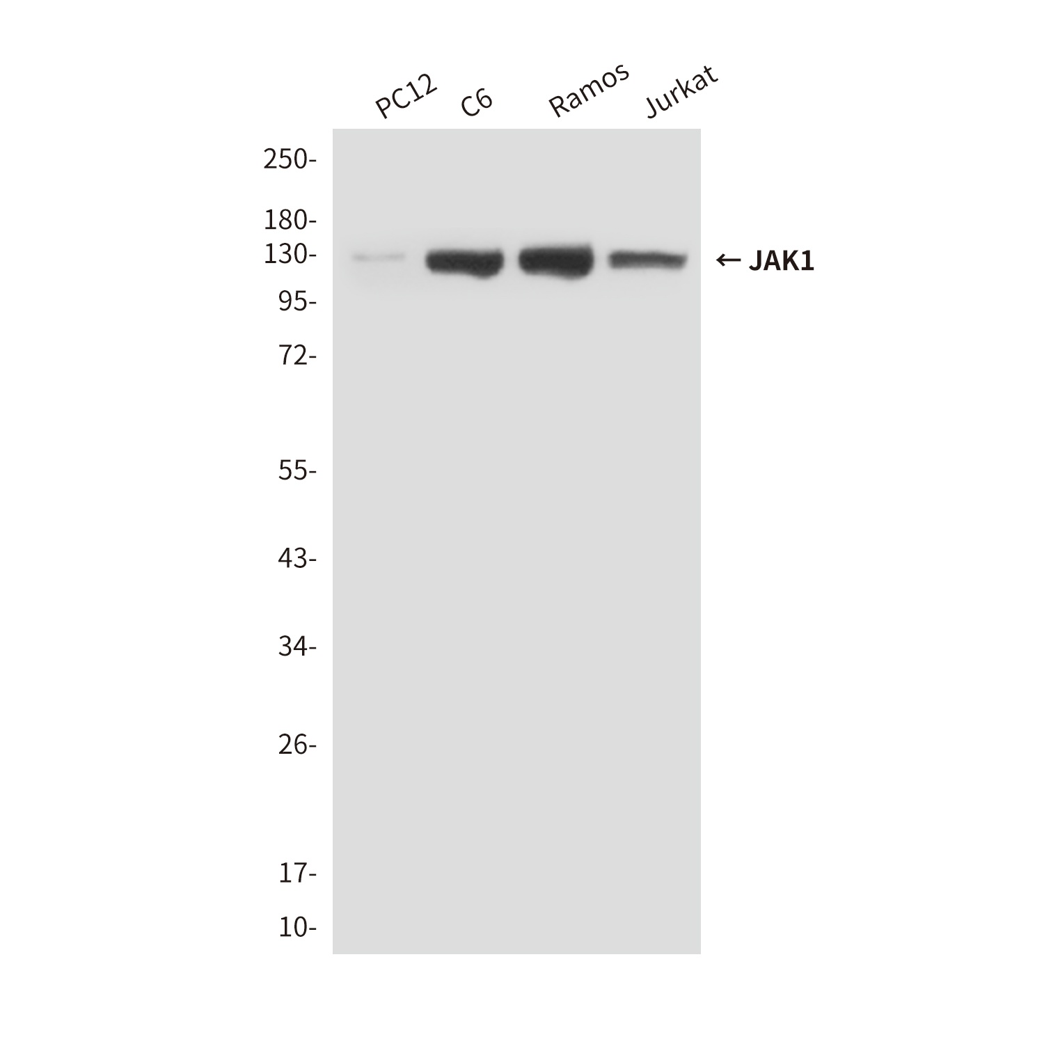 JAK1 (7B1) Mouse mAb