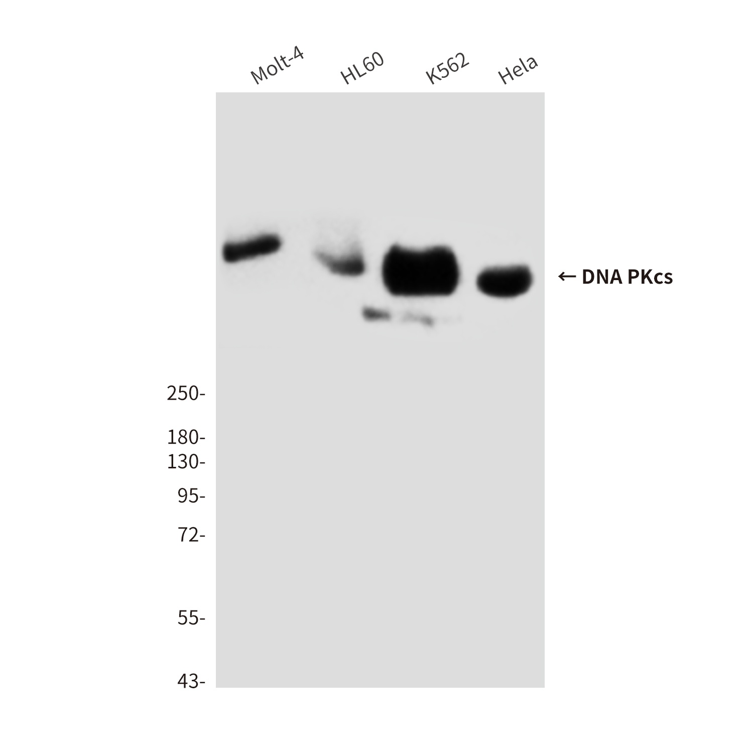 DNA PKcs Mouse Monoclonal Antibody