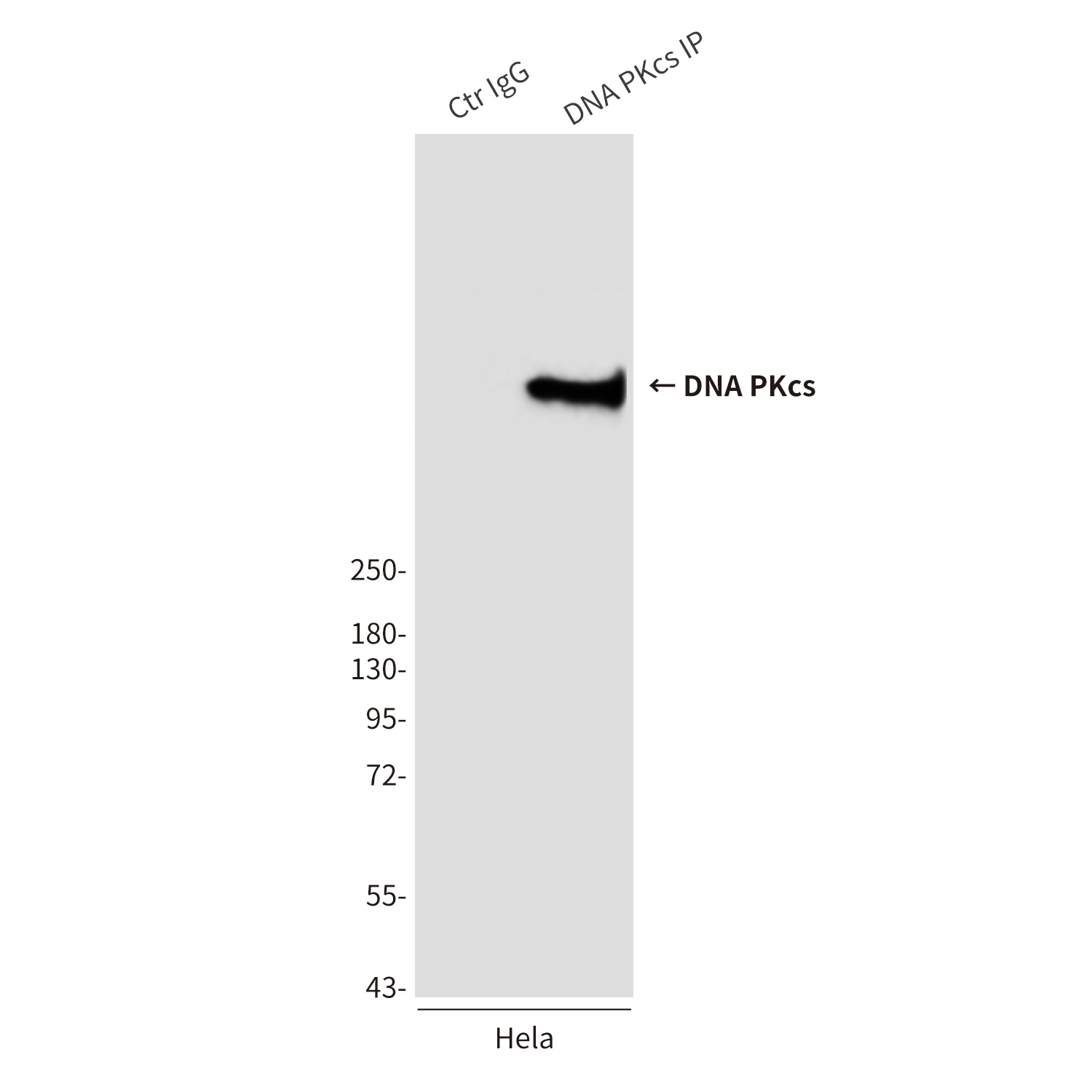 DNA PKcs Mouse Monoclonal Antibody
