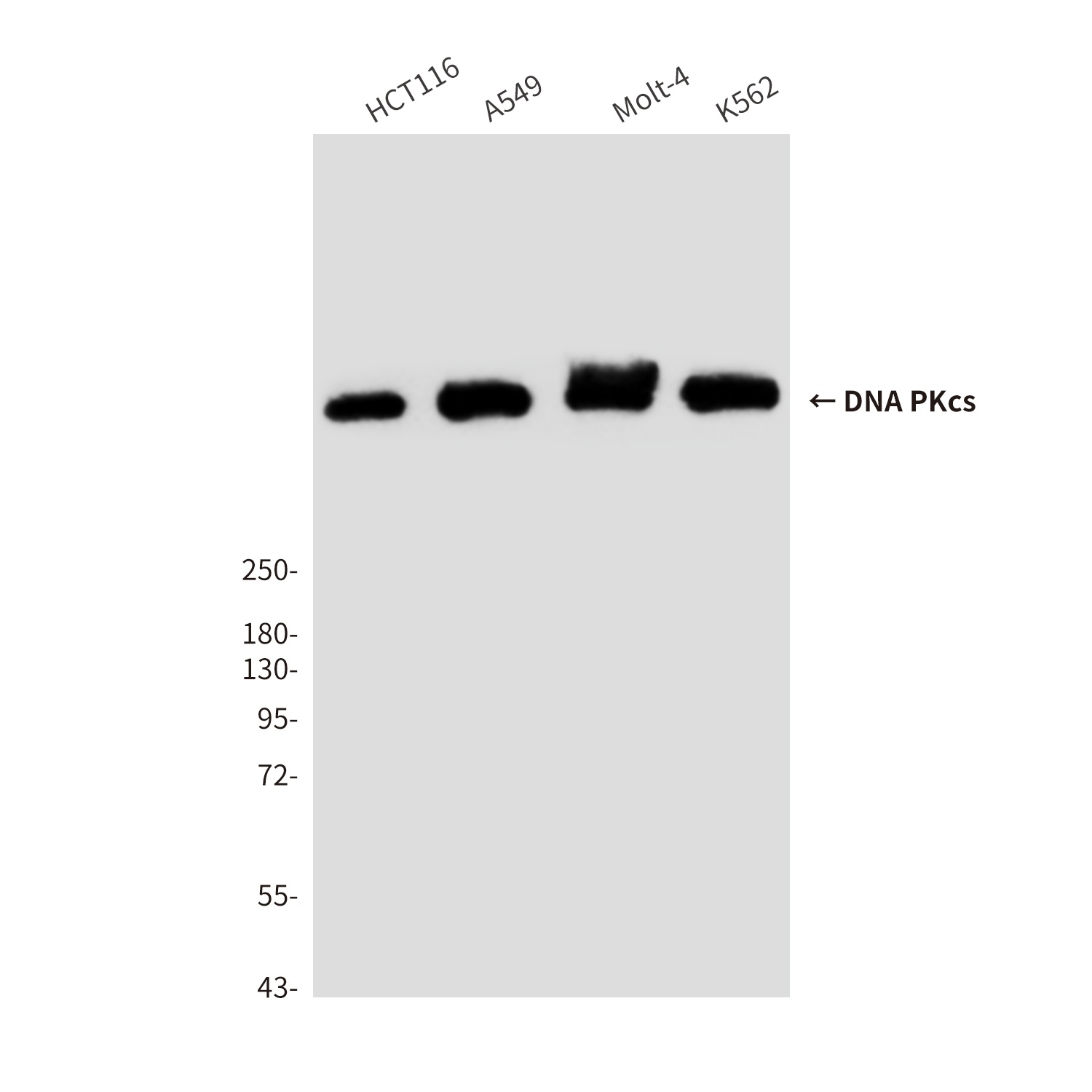 DNA PKcs Mouse Monoclonal Antibody