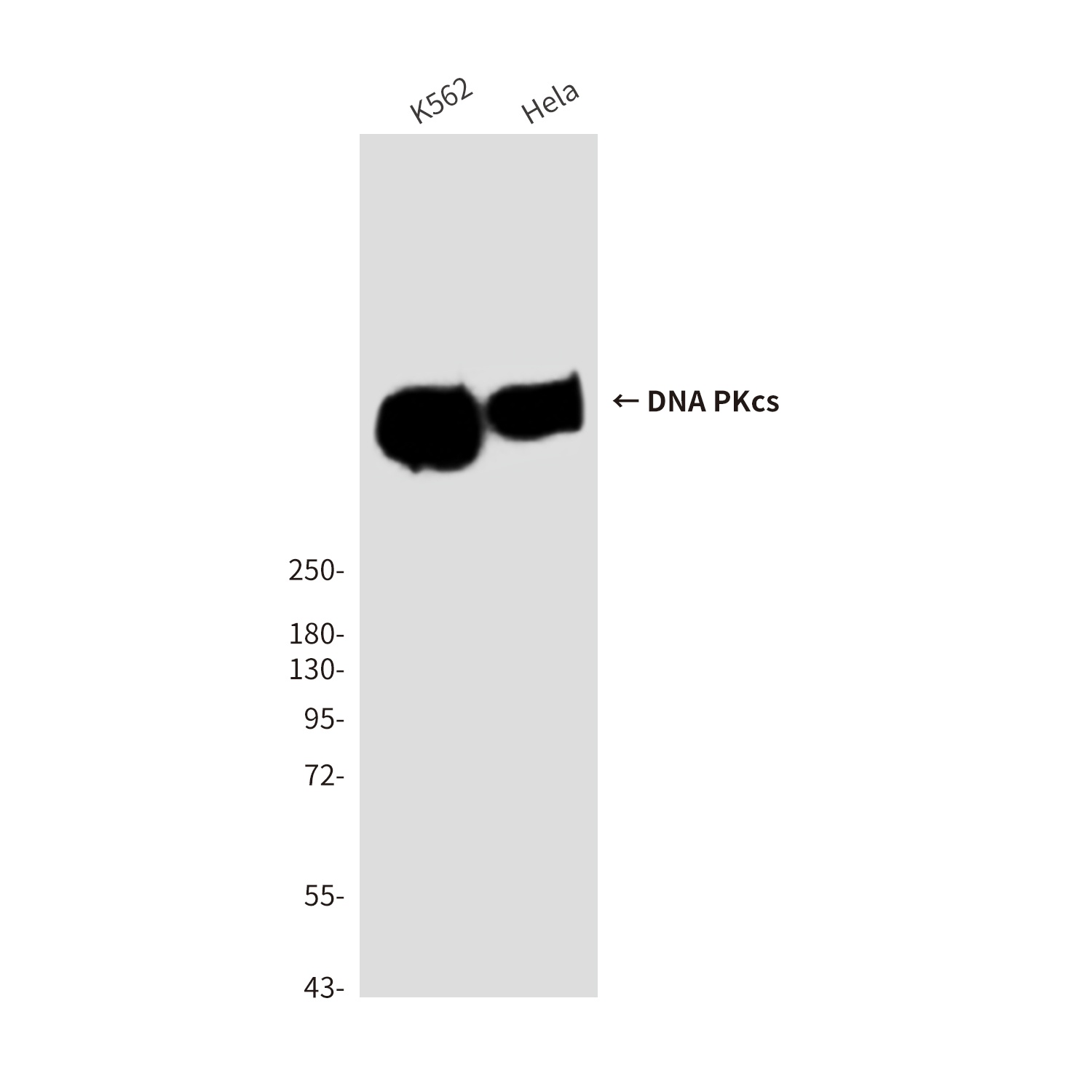 DNA PKcs Mouse Monoclonal Antibody
