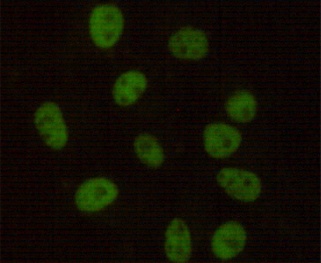 DNA PKcs Mouse Monoclonal Antibody