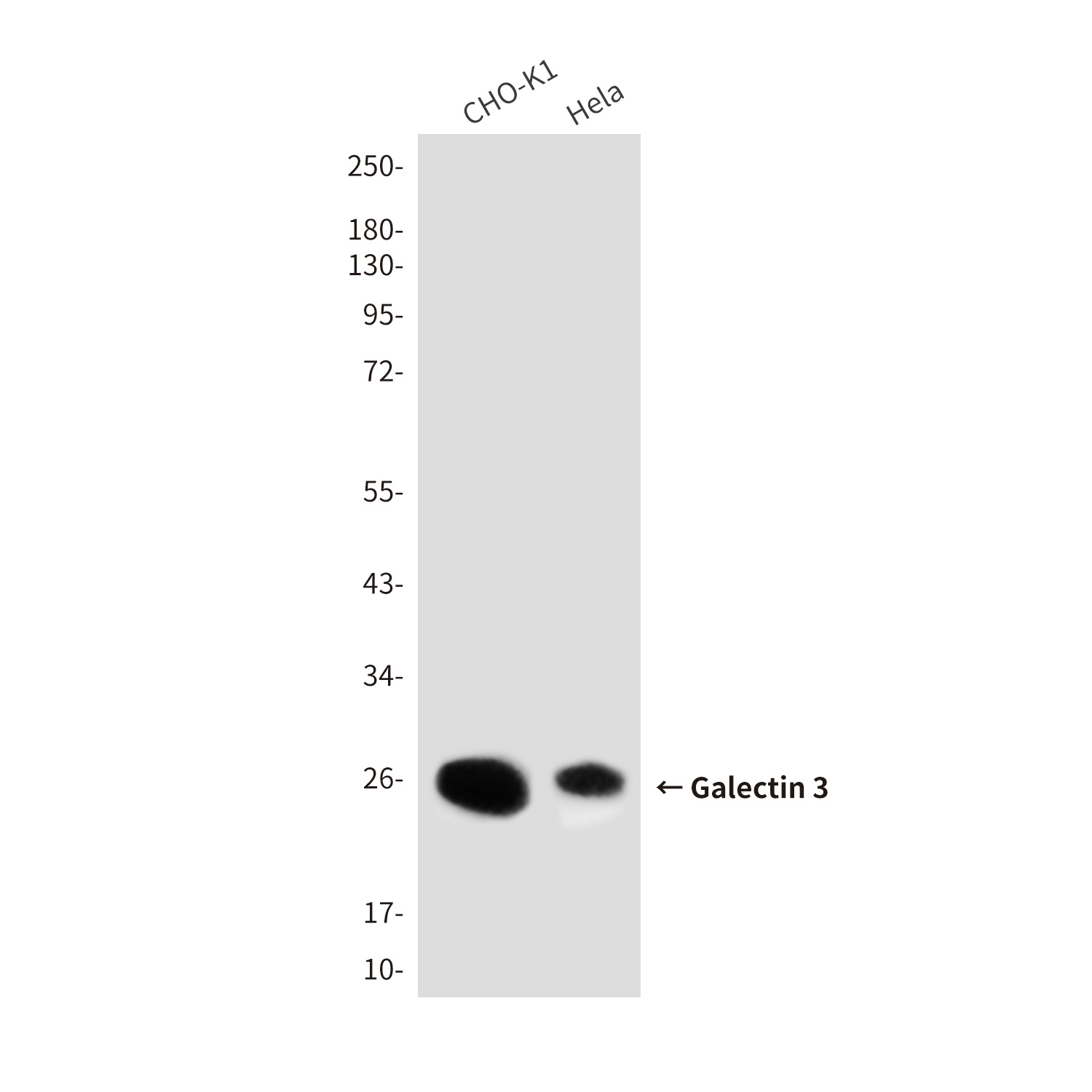 Galectin 3 (7G9) Mouse mAb