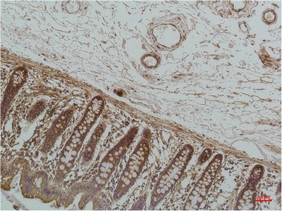 HSPA5 Antibody