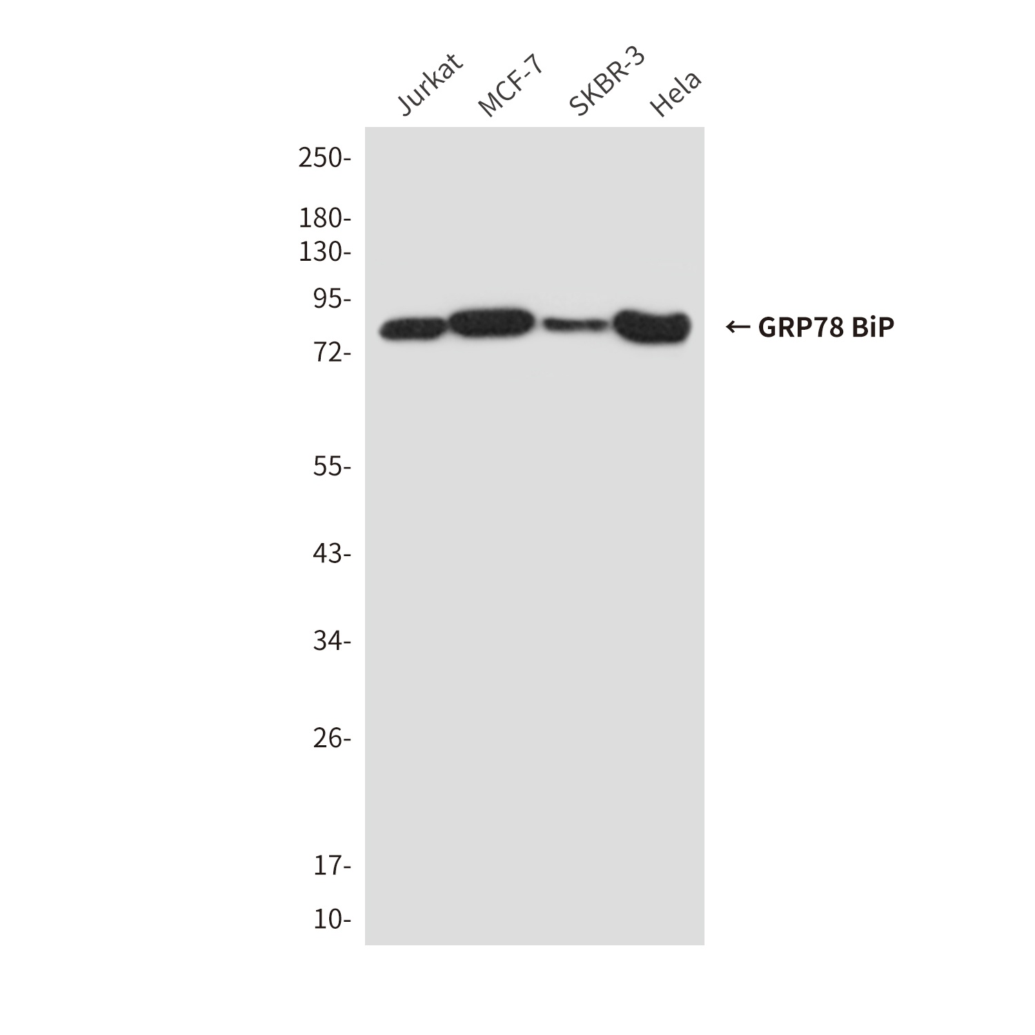 HSPA5 Antibody