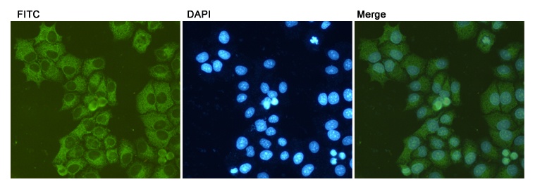 HSPA5 Antibody