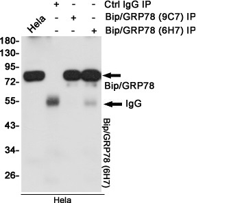 HSPA5 Antibody