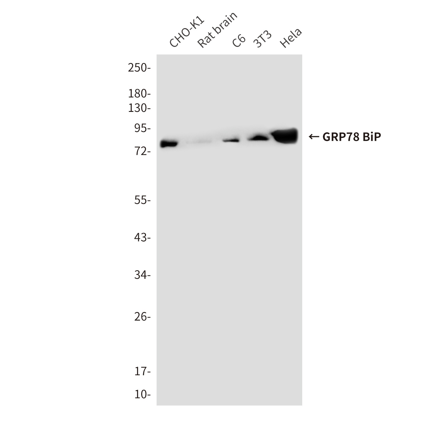 HSPA5 Antibody