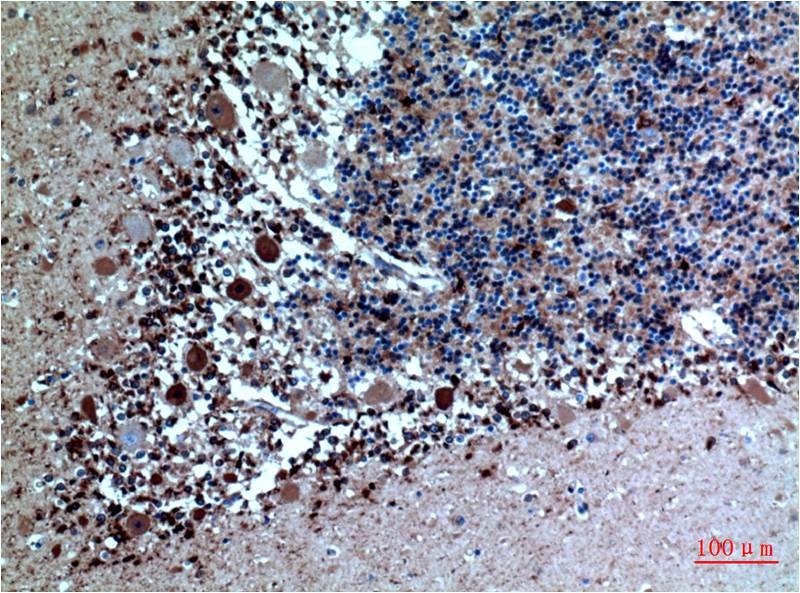 Cystatin C (6A4) Mouse mAb
