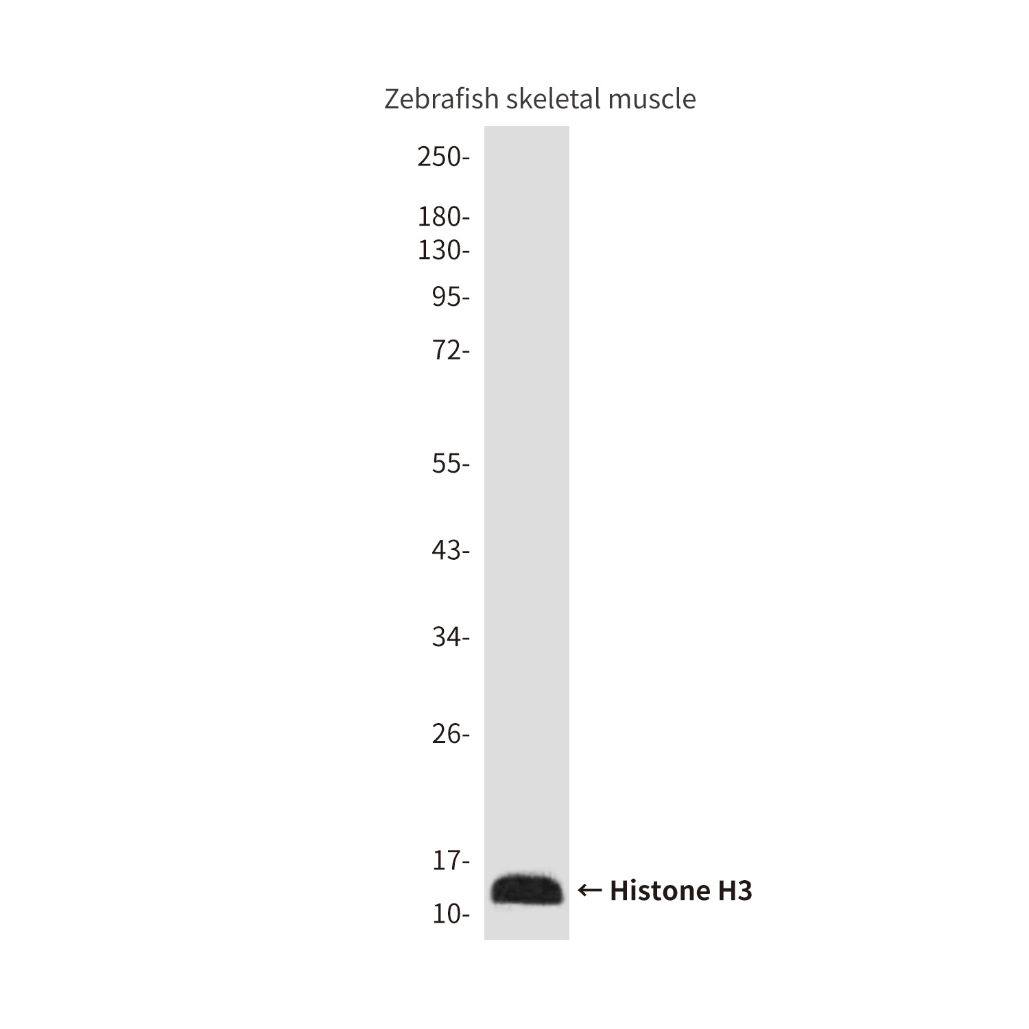 Histone H3 (Zebrafish Specific) (2C4) Mouse mAb