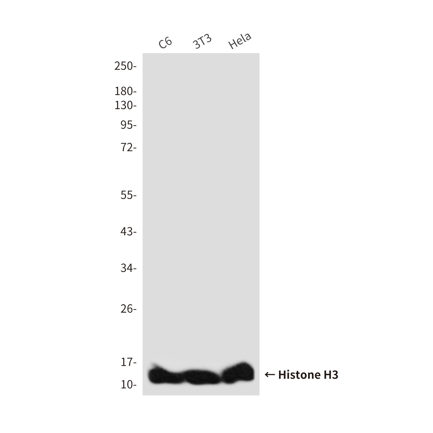 Histone H3 (Zebrafish Specific) (2C4) Mouse mAb